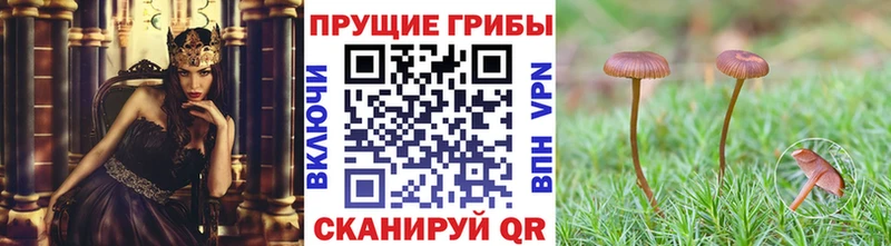 закладки  Абдулино  Псилоцибиновые грибы Psilocybine cubensis 
